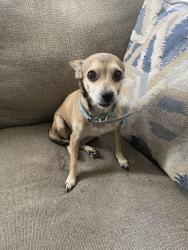 Lost Female Dog last seen alto ave , walnut rd, Las Vegas, NV 89115