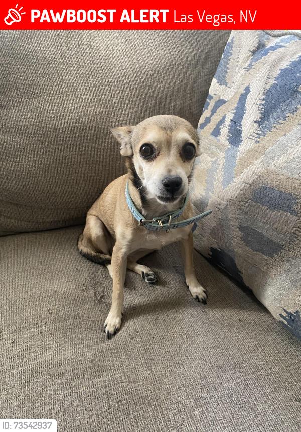 Lost Female Dog last seen alto ave , walnut rd, Las Vegas, NV 89115
