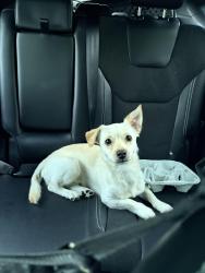 Found/Stray Male Dog last seen Georgetown circle & bahama loop, Fayetteville, NC 28314