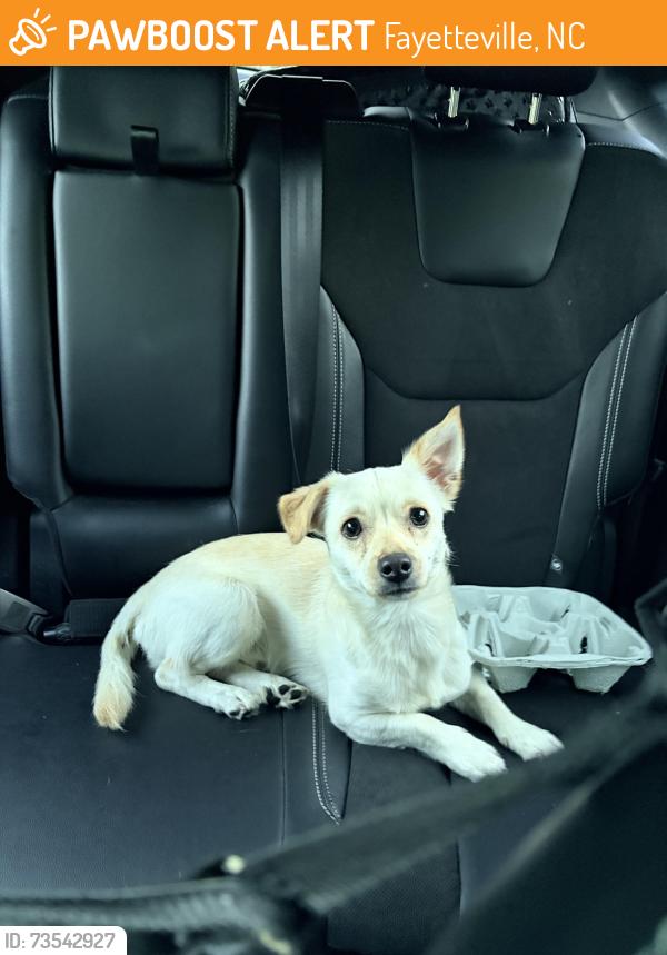 Found/Stray Male Dog last seen Georgetown circle & bahama loop, Fayetteville, NC 28314