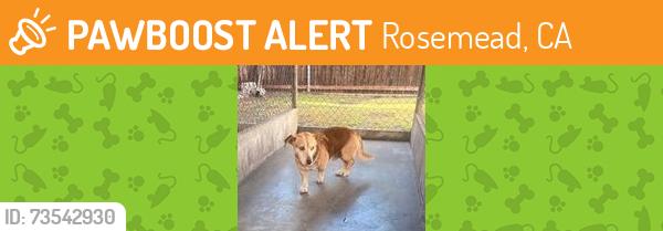 Found/Stray Unknown Dog last seen Mission Dr and Rosemead Blvd, Rosemead, CA 91770