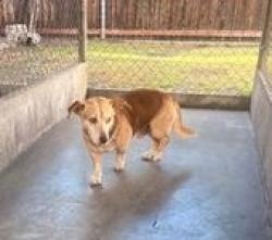 Found/Stray Unknown Dog last seen Mission Dr and Rosemead Blvd, Rosemead, CA 91770