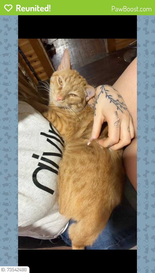 Reunited Male Cat last seen Near west market Street York Pa 17404, York, PA 17404