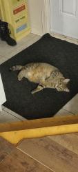 Lost Male Cat last seen Parc des citoyens, Saint-Constant, QC J5A 2R4