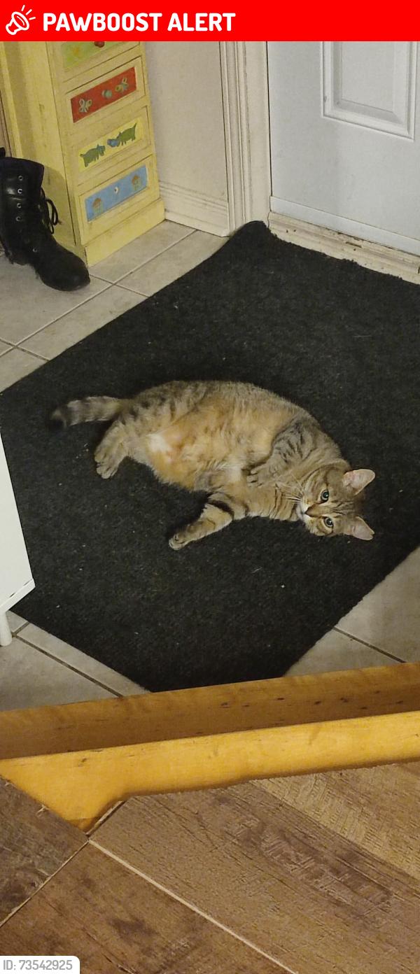 Lost Male Cat last seen Parc des citoyens, Saint-Constant, QC J5A 2R4