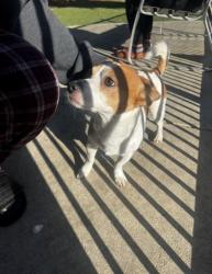 Found/Stray Male Dog last seen Discovery park, Sacramento, CA 95833