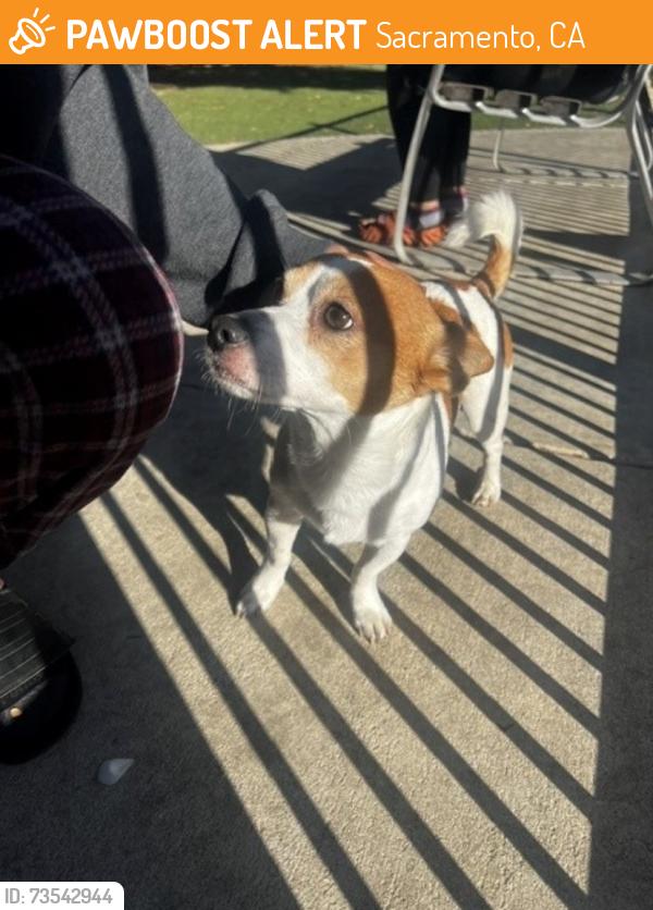 Found/Stray Male Dog last seen Discovery park, Sacramento, CA 95833