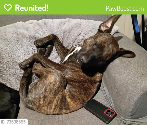 Reunited Male Dog last seen Between Washington and grant, Ogden, UT 84404