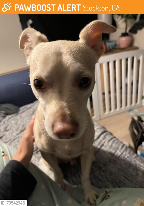 Found/Stray Male Dog last seen Food 4 less, Stockton, CA 95207