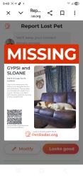 Lost Female Dog last seen N. Chicago and Emory, Lubbock, TX 79416