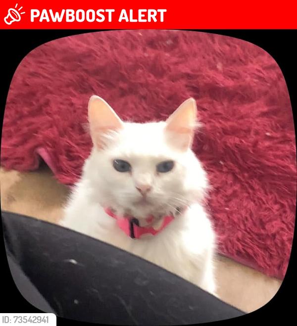 Lost Female Cat last seen próxima a torre 14, Conjunto Bom Pastor, SP 08760-500