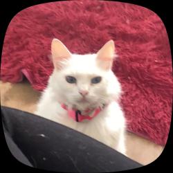 Lost Female Cat last seen próxima a torre 14, Conjunto Bom Pastor, SP 08760-500