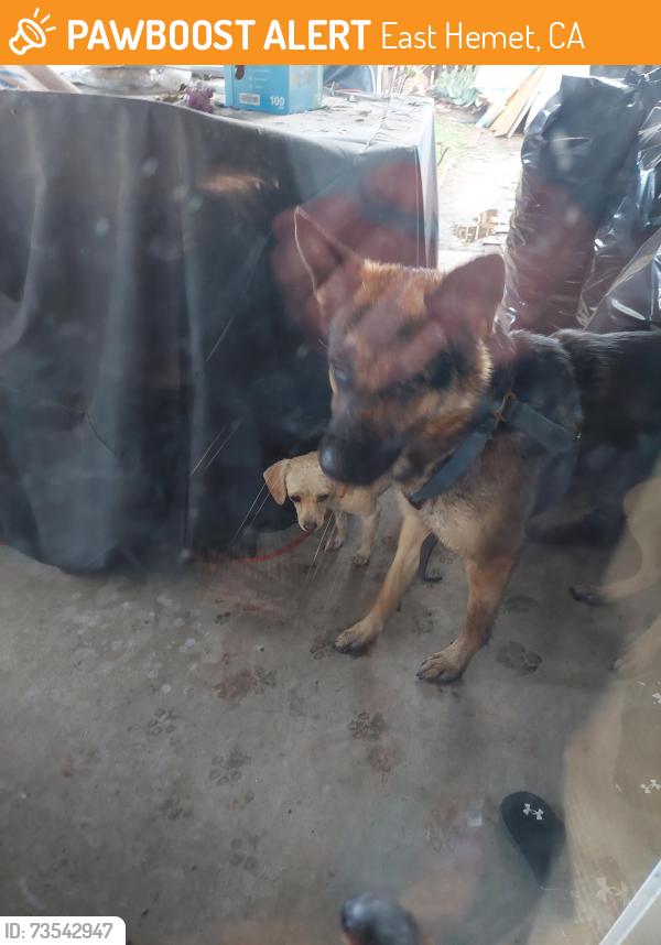 Found/Stray Female Dog last seen San Jacinto & Stetson, East Hemet, CA 92543