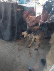 Found/Stray Female Dog last seen San Jacinto & Stetson, East Hemet, CA 92543
