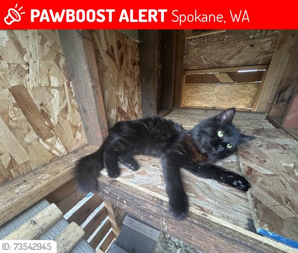 Lost Female Cat last seen Francis and Nevada, Spokane, WA 99208