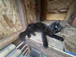 Lost Female Cat last seen Francis and Nevada, Spokane, WA 99208