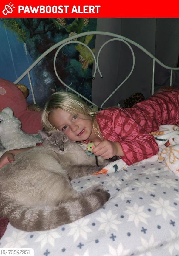 Lost Male Cat last seen Wyatt, Broadview Heights, OH 44147