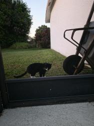 Found/Stray Unknown Cat last seen Sw kasim terrace, Port St. Lucie, FL 34953