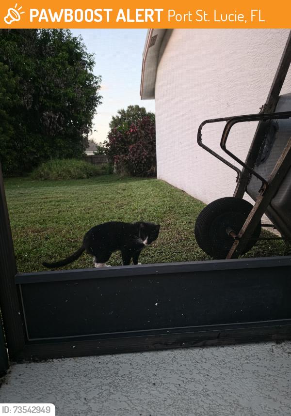Found/Stray Unknown Cat last seen Sw kasim terrace, Port St. Lucie, FL 34953