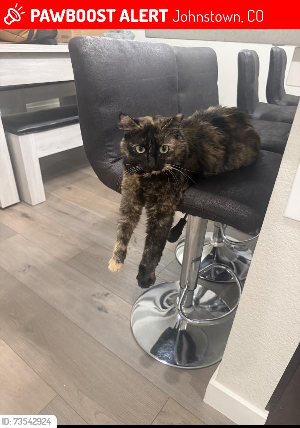 Lost Female Cat last seen Near I-25 Frontage Rd Johnstown, CO 80534 United States, Johnstown, CO 80534
