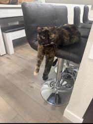 Lost Female Cat last seen Near I-25 Frontage Rd Johnstown, CO 80534 United States, Johnstown, CO 80534