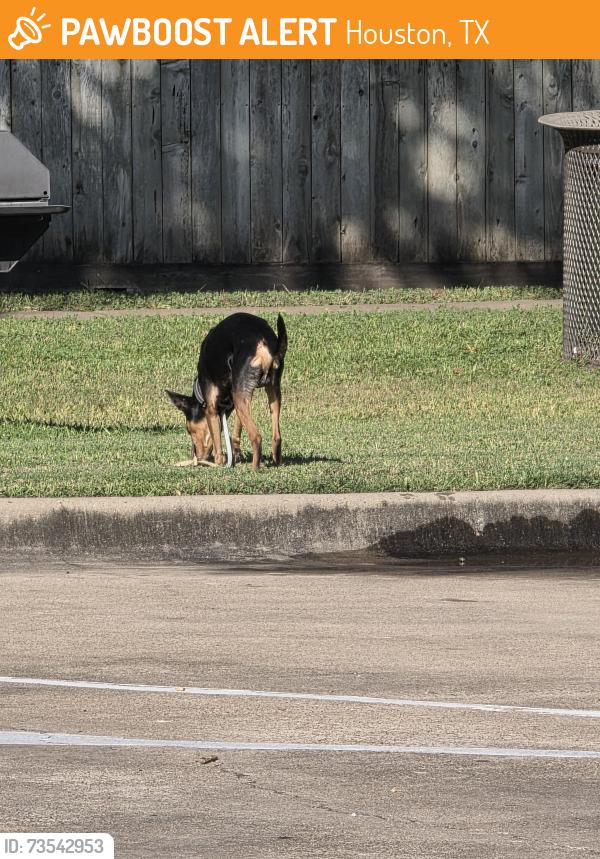 Found/Stray Unknown Dog last seen Wilcrest and bissonnet, Houston, TX 77099