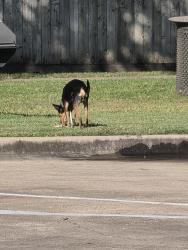 Found/Stray Unknown Dog last seen Wilcrest and bissonnet, Houston, TX 77099