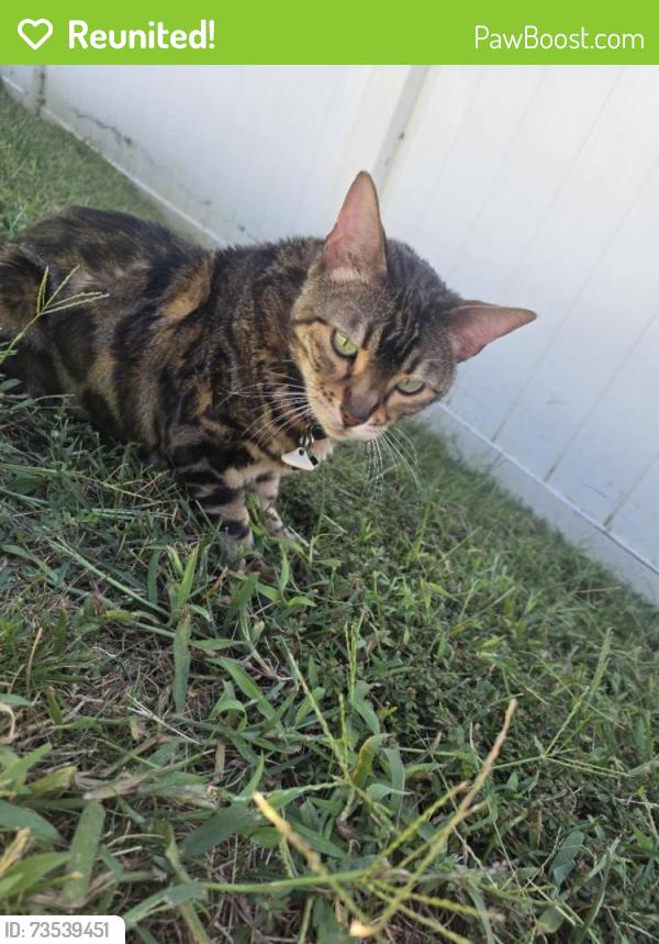 Reunited Male Cat last seen Monarch Birch Lane in the Kingstree neighborhood, Charlotte, NC 28215