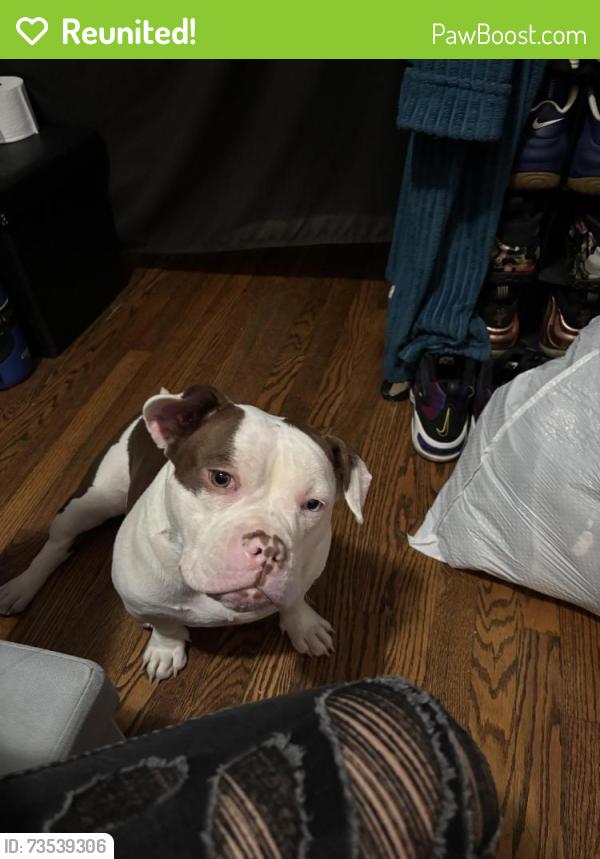 Reunited Female Dog last seen Church, Pontiac, MI 48341