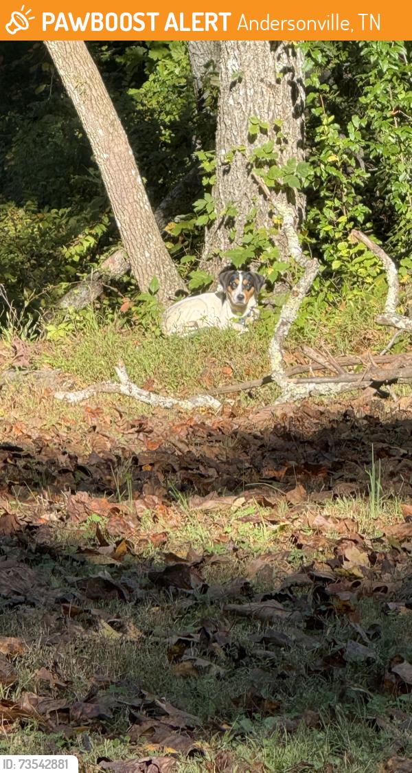 Found/Stray Unknown Dog last seen Woods behind Pavilion 1 Norris Dam State Park nearest visitor center, Andersonville, TN 37705