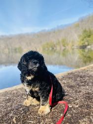 Reunited Male Dog last seen Funeral home, Cazenovia, NY 13035