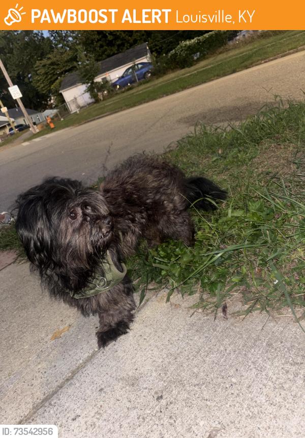 Found/Stray Male Dog last seen Near Calhoun Ave, Louisville, KY 40215