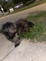 Found/Stray Male Dog last seen Near Calhoun Ave, Louisville, KY 40215