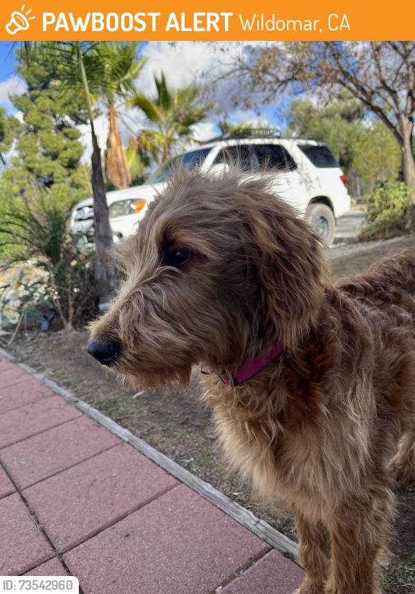 Found/Stray Female Dog last seen Mission Trail & Lorena, Wildomar, CA 92595