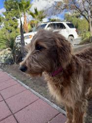 Found/Stray Female Dog last seen Mission Trail & Lorena, Wildomar, CA 92595