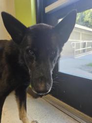 Shelter Stray Male Dog last seen Near BLOCK SE AUBURN BLACK DIAMOND RD, AUBURN WA 98092, 21615 64th Ave S, Kent, WA 98032, USA