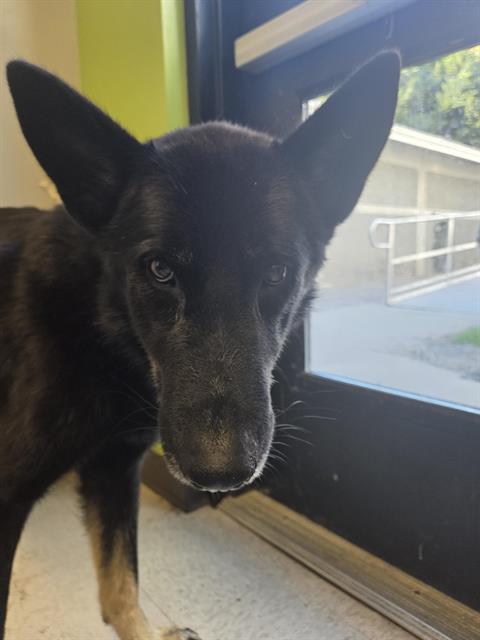 Shelter Stray Male Dog last seen Near BLOCK SE AUBURN BLACK DIAMOND RD, AUBURN WA 98092, 21615 64th Ave S, Kent, WA 98032, USA