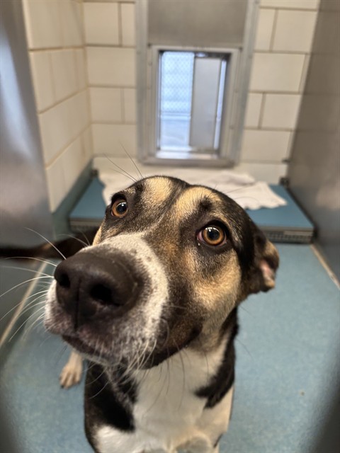 Shelter Stray Female Dog last seen KIRBY DR, 8311 Freedom Dr, Pearland, TX 77581, USA