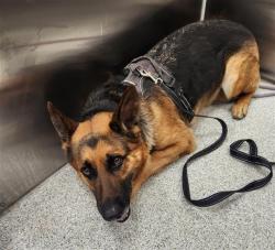 Shelter Stray Female Dog last seen LAGUNA BLVD / BRUCEVILLE RD, 9150 Union Park Way, Elk Grove, CA 95624, USA