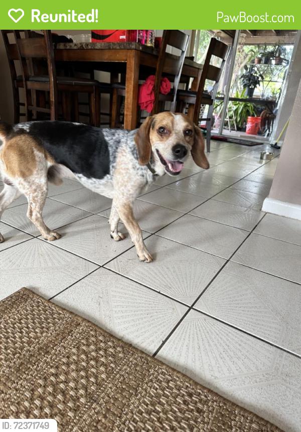 Reunited Male Dog last seen Near Flamango Ct E, West Palm Beach, FL 33406, USA, West Palm Beach, FL 33406