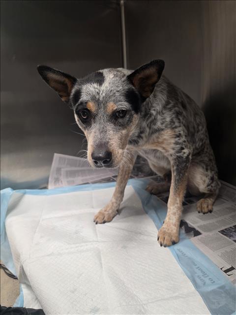 Shelter Stray Male Dog last seen , West Valley Animal Shelter, 20655 Plummer St, Chatsworth, CA 91311, USA