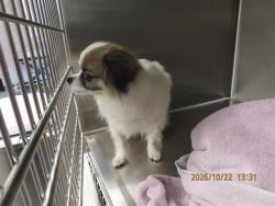 Shelter Stray Male Dog last seen 75TH AVE AND MCDOWELL, 5501 E Van Buren St, Phoenix, AZ 85008, USA