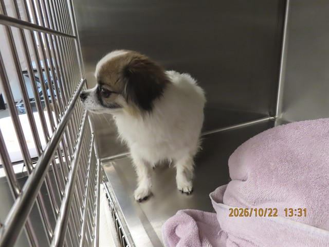 Shelter Stray Male Dog last seen 75TH AVE AND MCDOWELL, 5501 E Van Buren St, Phoenix, AZ 85008, USA