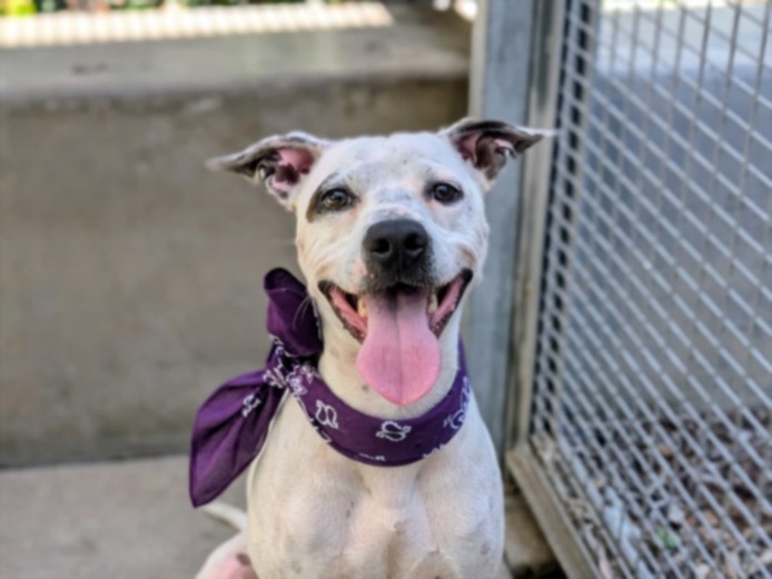 Shelter Stray Male Dog last seen , 11361 W Pico Blvd, Los Angeles, CA 90064, USA