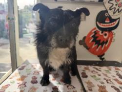 Shelter Stray Male Dog last seen , 11361 W Pico Blvd, Los Angeles, CA 90064, USA