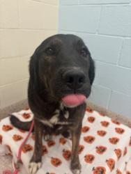 Shelter Stray Female Dog last seen E 56TH AVE, 12155 Park Blvd, Brighton, CO 80601, USA
