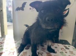Shelter Stray Male Dog last seen , 11361 W Pico Blvd, Los Angeles, CA 90064, USA