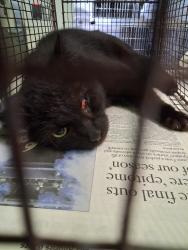 Shelter Stray Male Cat last seen , 1850 W 60th St, Los Angeles, CA 90047, USA