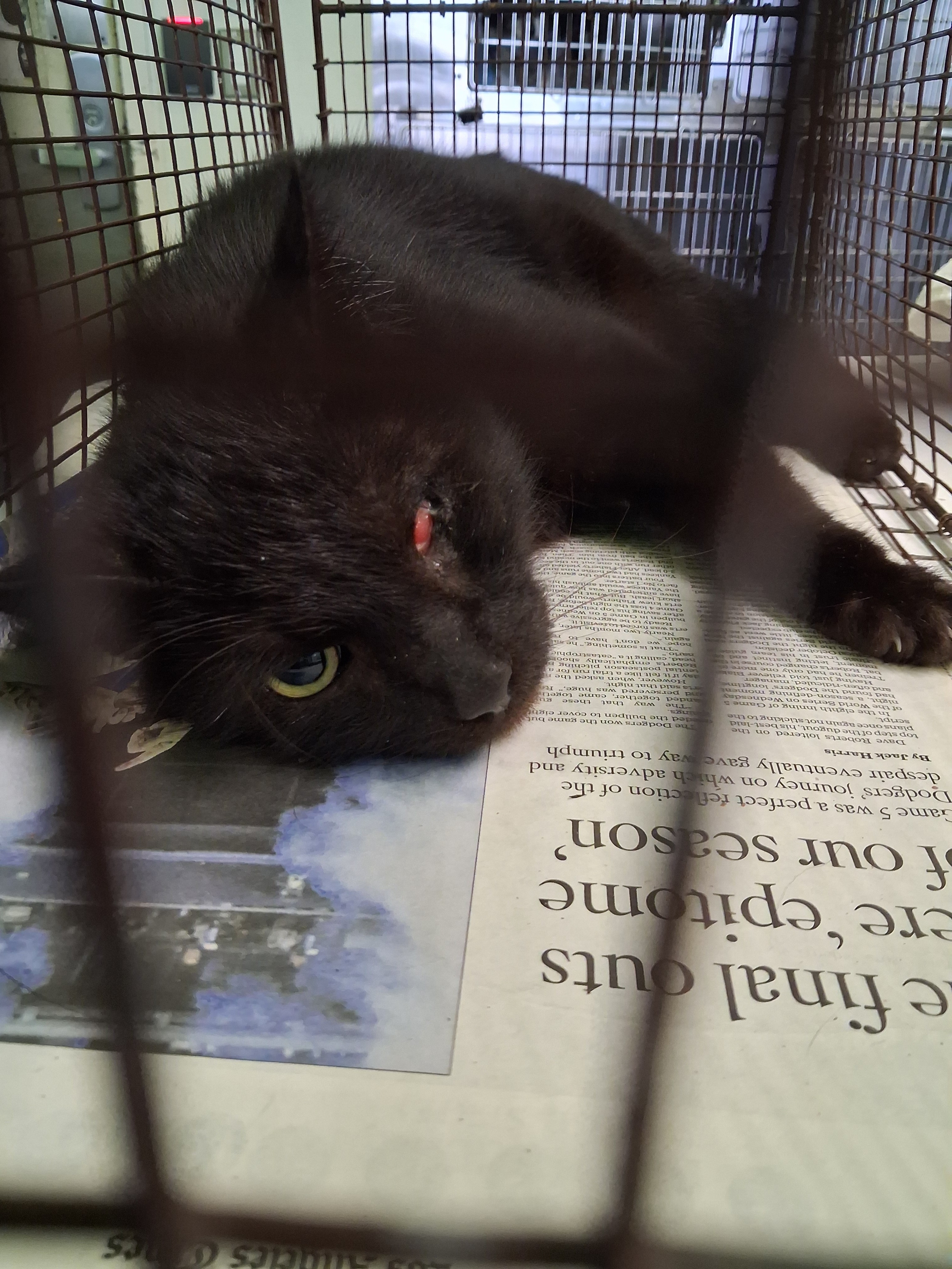 Shelter Stray Male Cat last seen , 1850 W 60th St, Los Angeles, CA 90047, USA