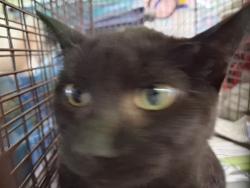 Shelter Stray Female Cat last seen , 1850 W 60th St, Los Angeles, CA 90047, USA